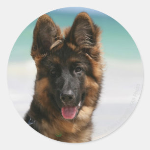 Adesivo Redondo Long Haired German shepherd Beach