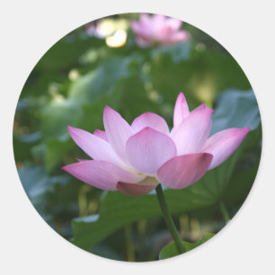 Adesivo Redondo Lotus