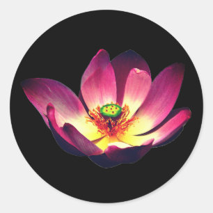 Adesivo Redondo Lotus Flower Blooming