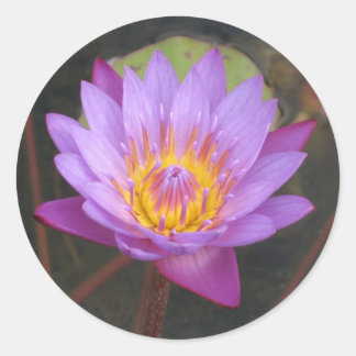 Adesivo Redondo Lotus Stickers