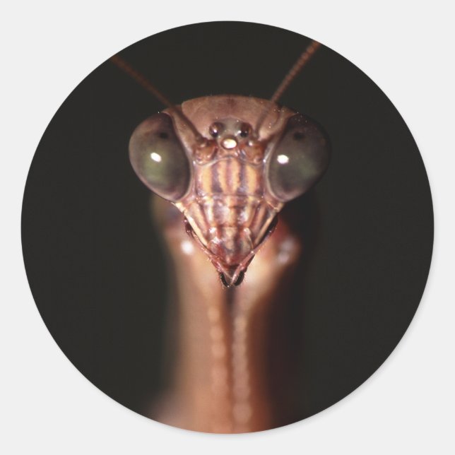 Adesivo Redondo louva-deus (Frente)