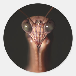 Adesivo Redondo louva-deus