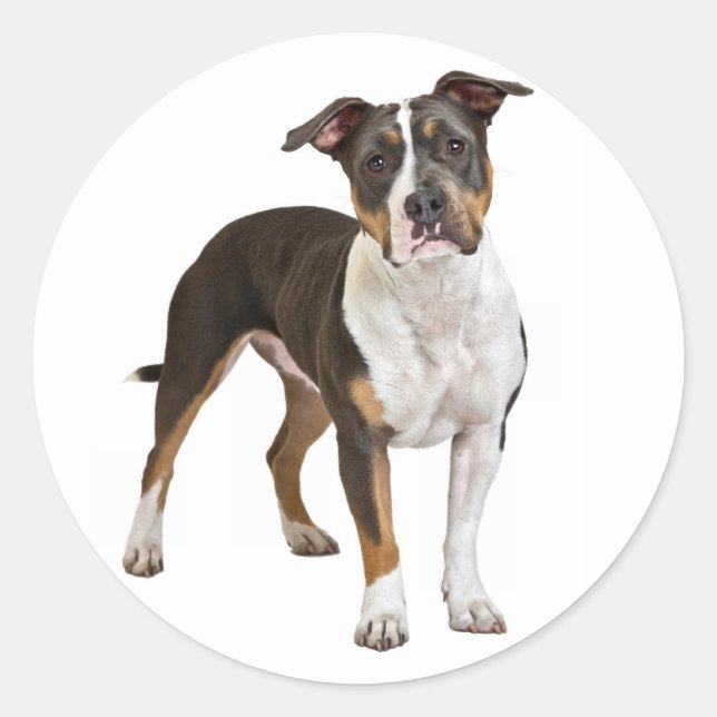 Adesivo Redondo Love American Staffordshire Terrier Dog Sticker (Frente)
