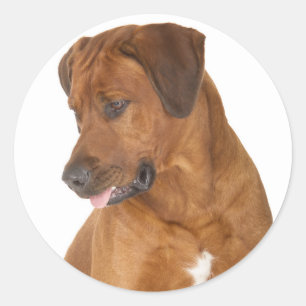 Adesivo Redondo Love Ridgeback Ridgeback Puppy Dog Stickers