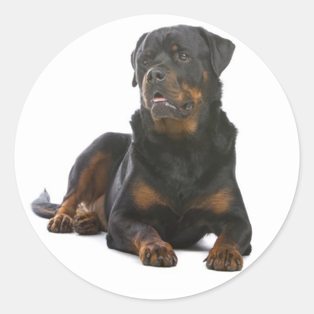 Adesivo Redondo Love Rottweiler Puppy Dog Sticker / Seal (Frente)