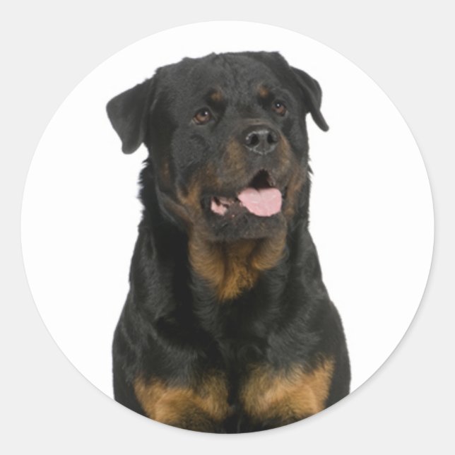 Adesivo Redondo Love Rottweiler Puppy Dog Sticker / Seal (Frente)