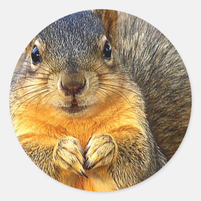 Adesivo Redondo Love Squirrel_ (Frente)