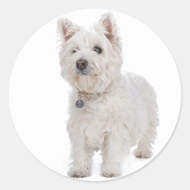 Adesivo Redondo Love West Highland Terrier Puppy Dog Sticker Seal (Frente)