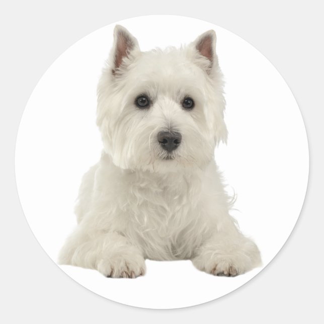 Adesivo Redondo Love West Highland Terrier White Puppy Dog (Frente)