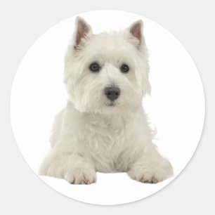 Adesivo Redondo Love West Highland Terrier White Puppy Dog