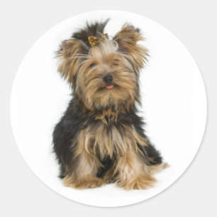 Adesivo Redondo Love Yorkshire Terrier Puppy Dog Sticker / Seals