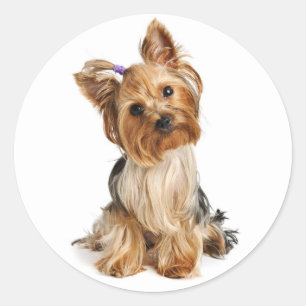 Adesivo Redondo Love Yorkshire Terrier Puppy Dog Sticker / Seals