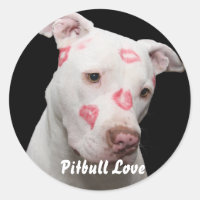 Lover Pitbull Editável