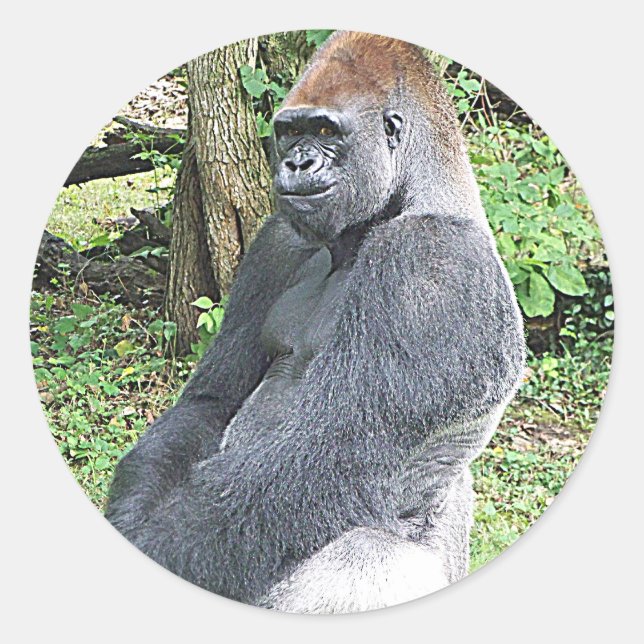 Adesivo Redondo Lowland Gorilla in Sitting Pose (Frente)