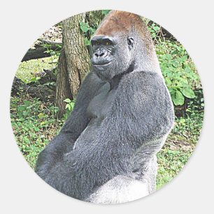 Adesivo Redondo Lowland Gorilla in Sitting Pose