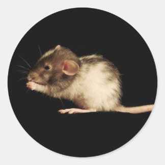 Adesivo Redondo lucidez