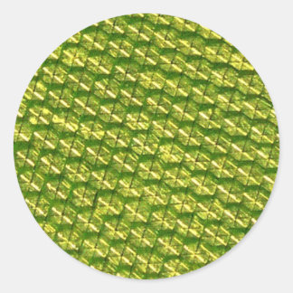 Adesivo Redondo Luminosidade!