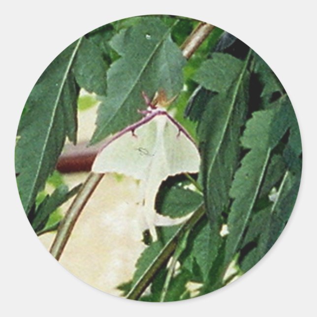 Adesivo Redondo Luna Moth (Frente)