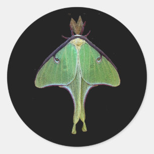 Adesivo Redondo Luna Moth