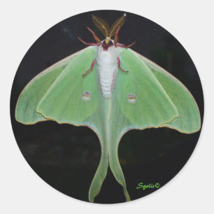 Adesivo Redondo Luna Moth Sticker