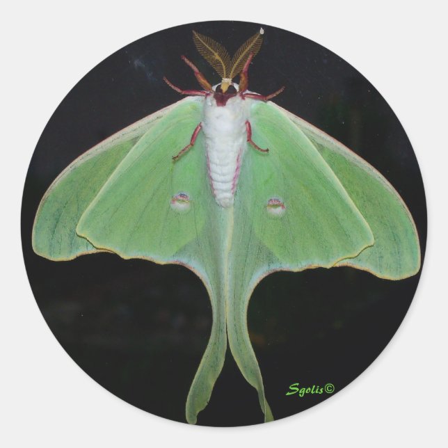 Adesivo Redondo Luna Moth Sticker (Frente)