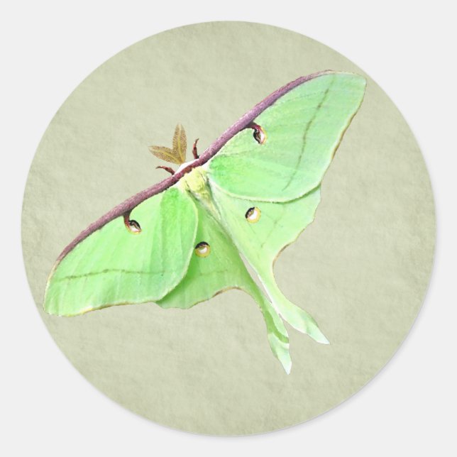 Adesivo Redondo Luna Moth Sticker (Frente)