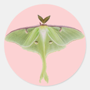 Adesivo Redondo Luna Moth Stickers