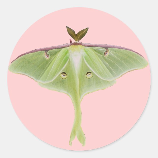 Adesivo Redondo Luna Moth Stickers (Frente)