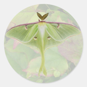 Adesivo Redondo Luna Moth Stickers
