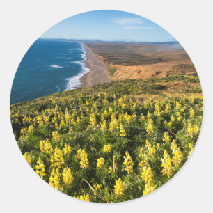 Adesivo Redondo Lupine Amarela Acima De Reyes Beach No Ponto