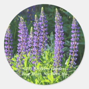 Adesivo Redondo Lupine nativo do roxo de Minnesota
