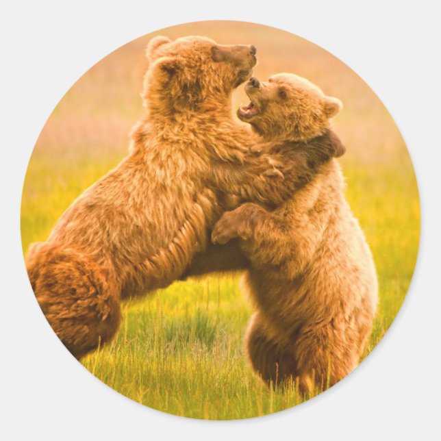Adesivo Redondo Luta de Ursos Grizzly (Frente)