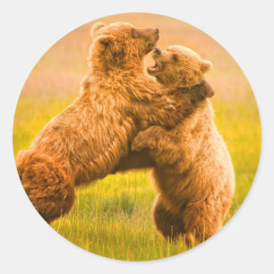 Adesivo Redondo Luta dos ursos de urso