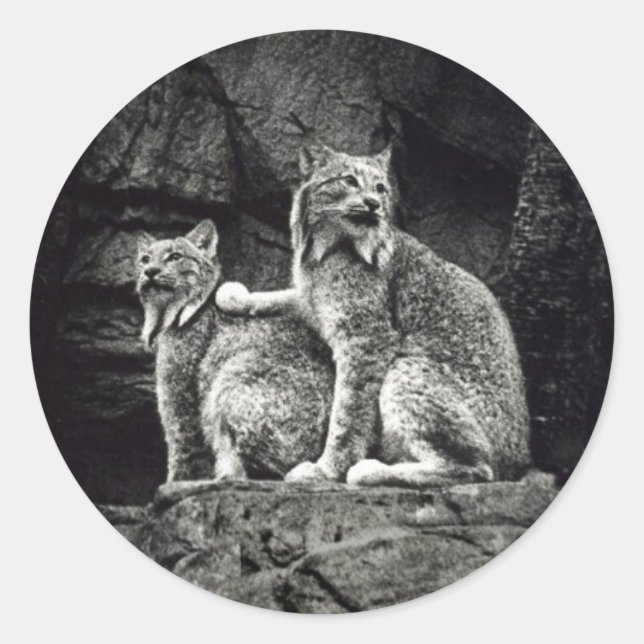 Adesivo Redondo Lynx (Frente)