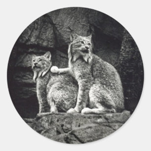 Adesivo Redondo Lynx