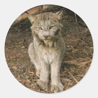 Adesivo Redondo Lynx canadense 0173