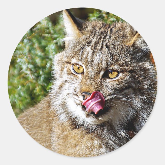 Adesivo Redondo Lynx canadense - Tudo em (Frente)