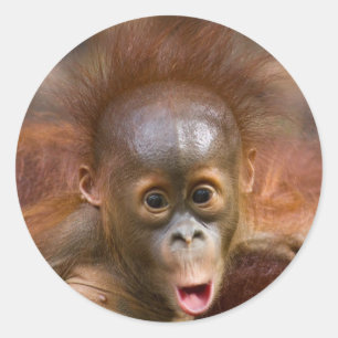 Adesivo Redondo Macaco 1