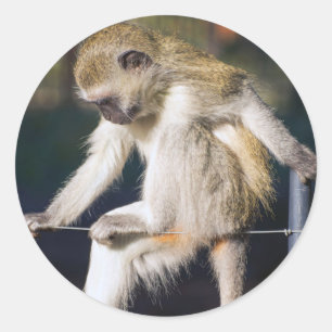 Adesivo Redondo Macaco de Contemplação