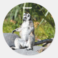 Macaco do Lemur
