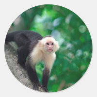 Macaco-prego, branco-giro, Nicarágua