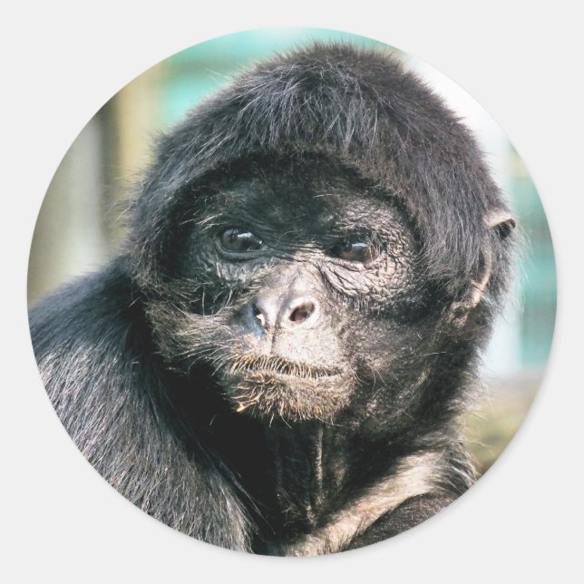 ADESIVO REDONDO MACACOS (Frente)