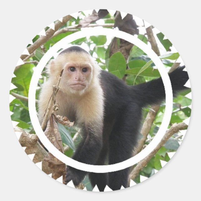 Adesivo Redondo Macacos-macaco-prego-branco (Frente)