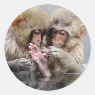 Adesivo Redondo Macacos Pequenos   Primaveras quentes, Japão
