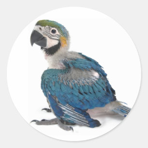 Adesivo Redondo Macaw azul e amarelo