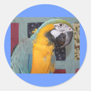 Adesivo Redondo Macaw azul e Dourado
