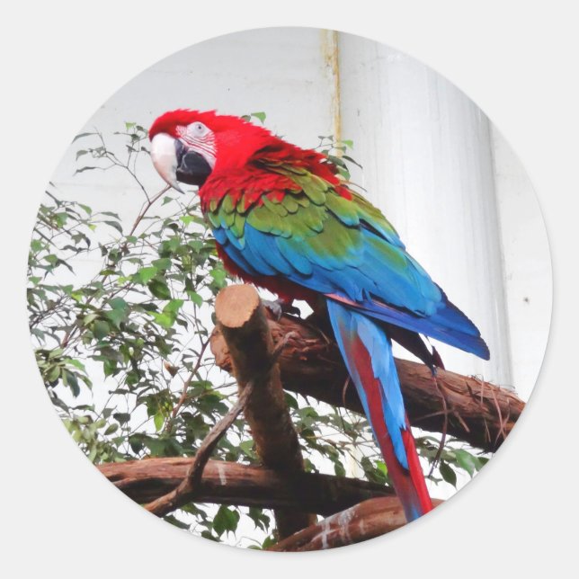 Adesivo Redondo Macaw de asa verde #3 Stickers (Frente)