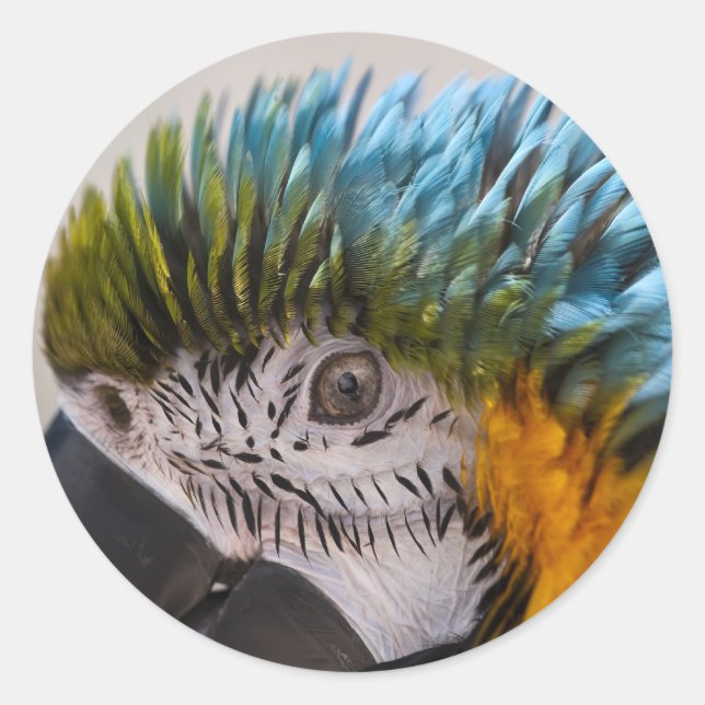 Adesivo Redondo Macaw Parrot - Sticker (Frente)