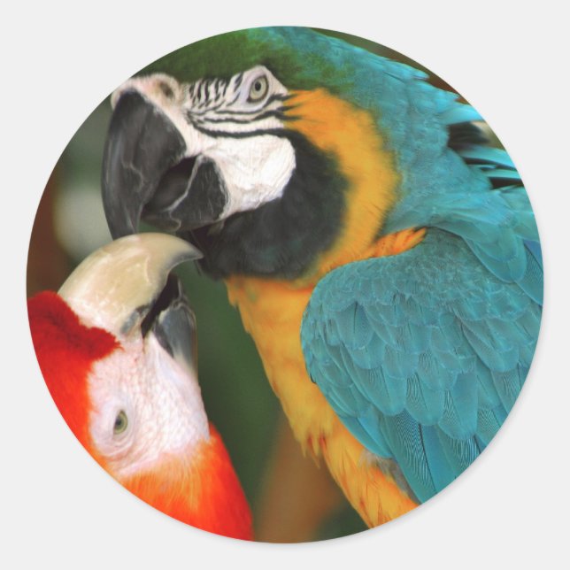 Adesivo Redondo Macaws (Frente)