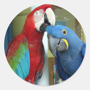 Adesivo Redondo Macaws Vermelho e Azul Coloridos